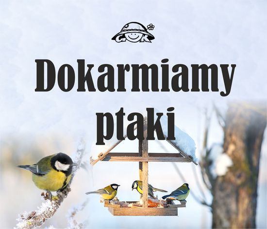 Dokarmiamy ptaki